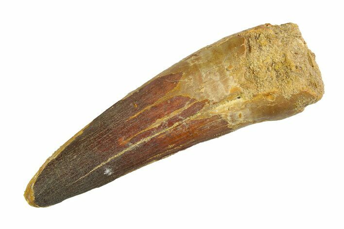 Real Fossil Spinosaurus Tooth - Large Dinosaur Tooth #351502